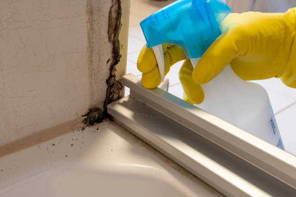 Best Mold Removal for HVAC Installations  in USA